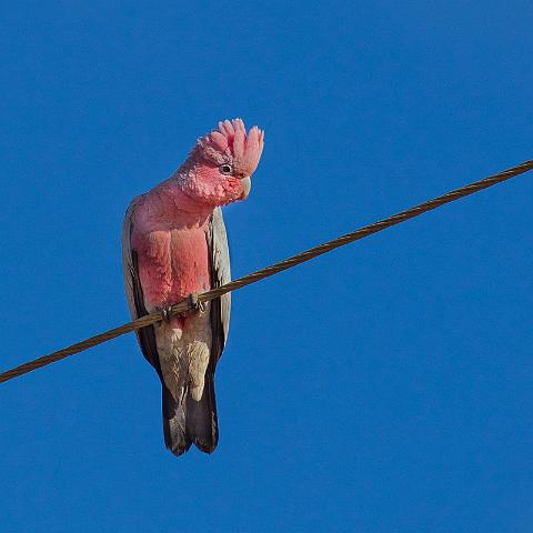 037 Kalbarri, roze kaketoe.jpg